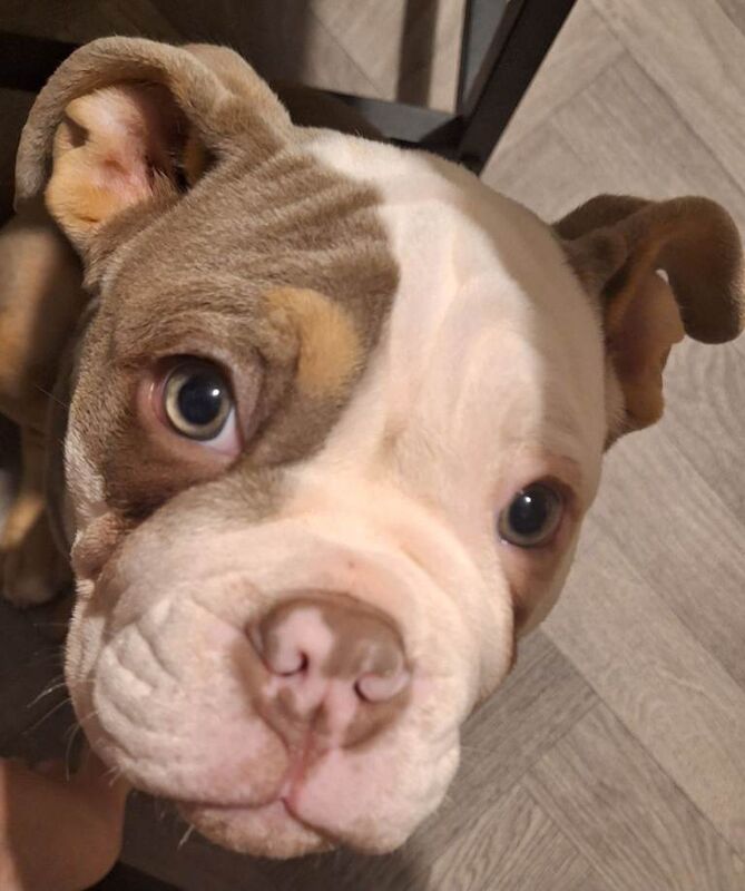 English Bulldog puppies for sale in Birtley, Shropshire – 6 months old