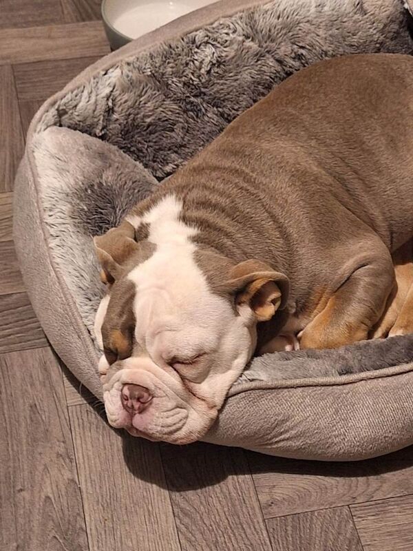 English Bulldog puppies for sale in Birtley, Shropshire – 6 months old - Image 2 of 2