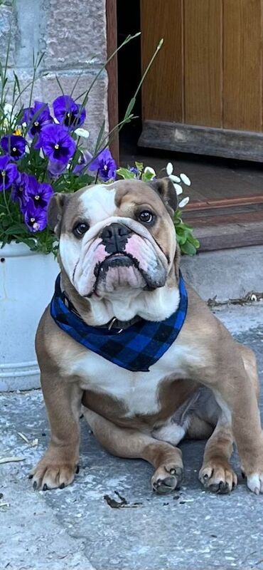 English bulldog