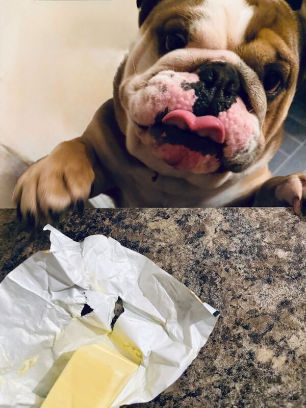 English bulldog - Image 2 of 4