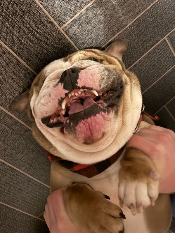 English bulldog - Image 3 of 4