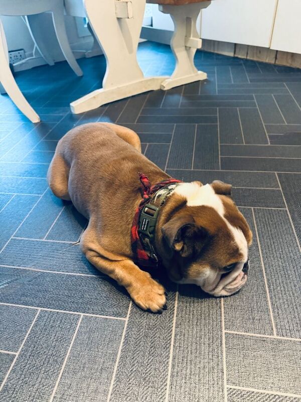 English bulldog - Image 4 of 4