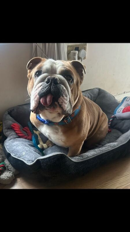 English bulldog - Image 2 of 4