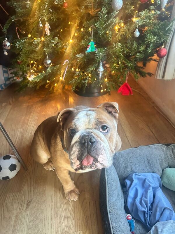 English bulldog - Image 3 of 4
