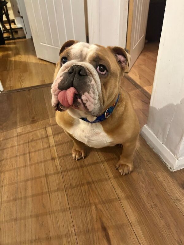 English bulldog - Image 4 of 4