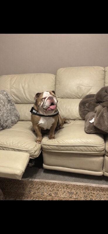 English bulldog - Image 2 of 3