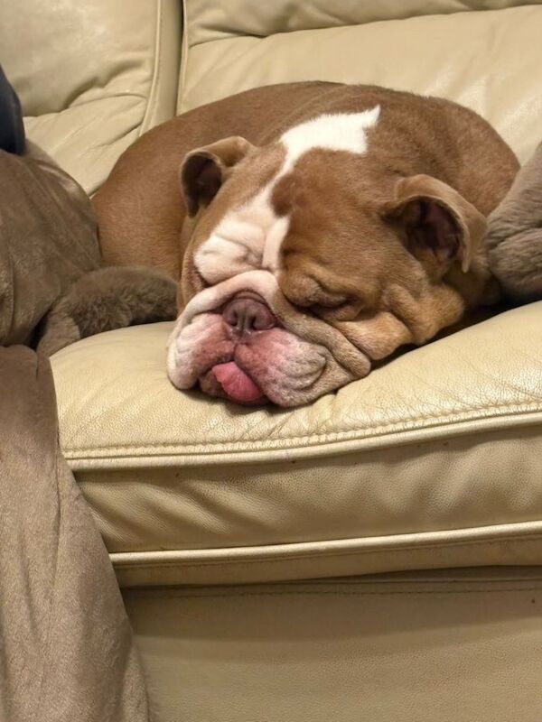 English bulldog - Image 3 of 3