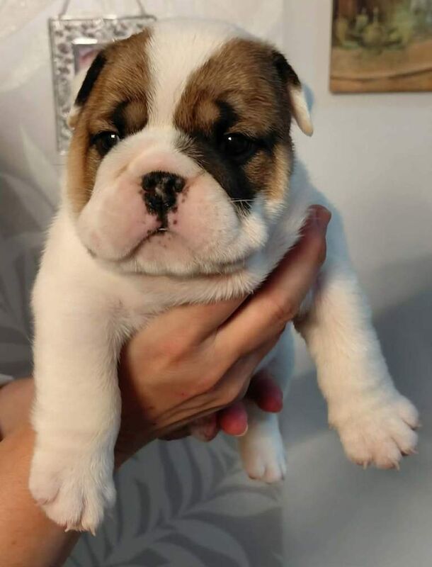 Kennel Club Registered English Bulldog Puppies For Sale