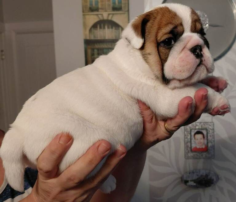 English Bulldog - Image 2 of 4