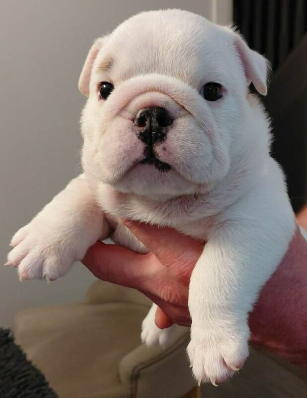 English Bulldog - Image 3 of 4