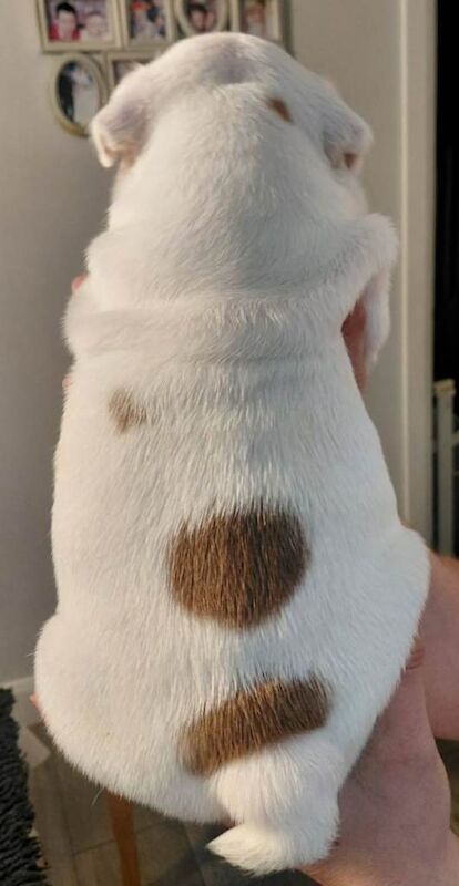 English Bulldog - Image 4 of 4