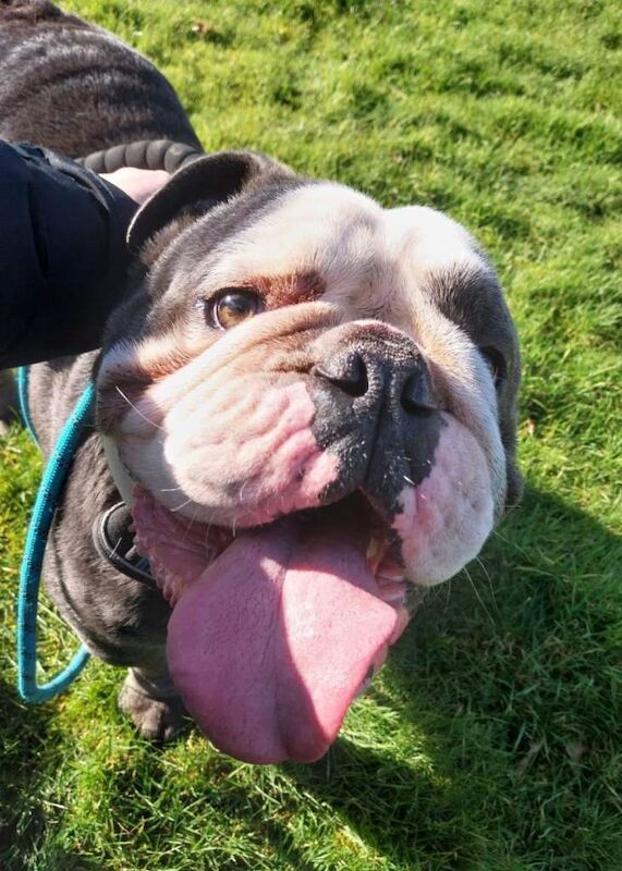 Bulldog Puppies For Sale