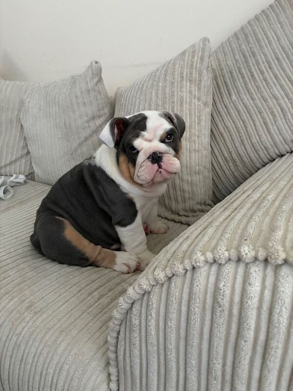 English bulldog - Image 2 of 6