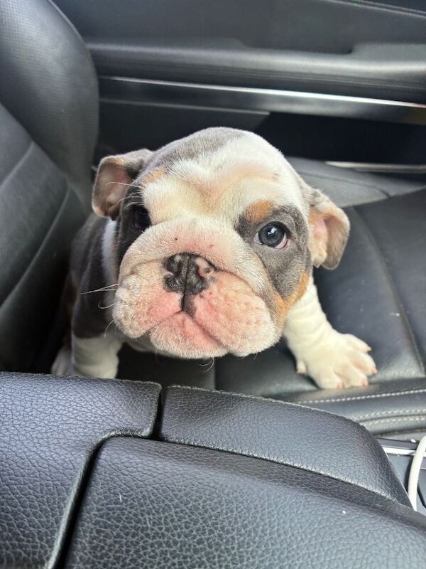 English bulldog - Image 3 of 6