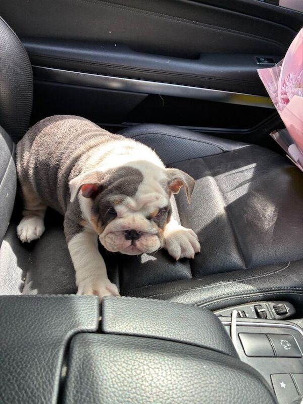 English bulldog - Image 4 of 6