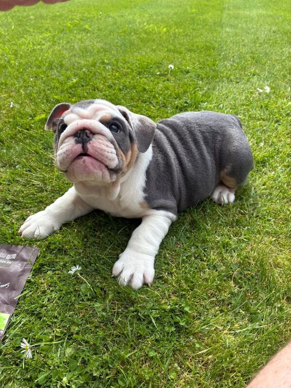 English bulldog - Image 5 of 6
