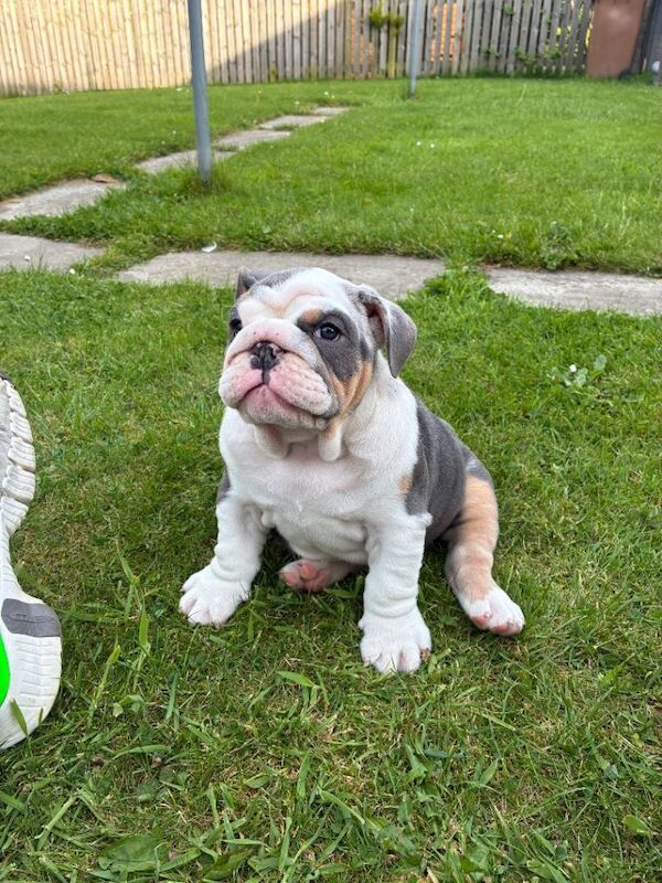 English bulldog - Image 6 of 6