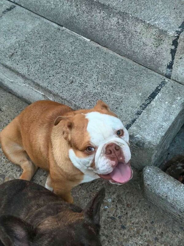 English bulldog