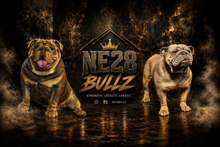 English bulldog