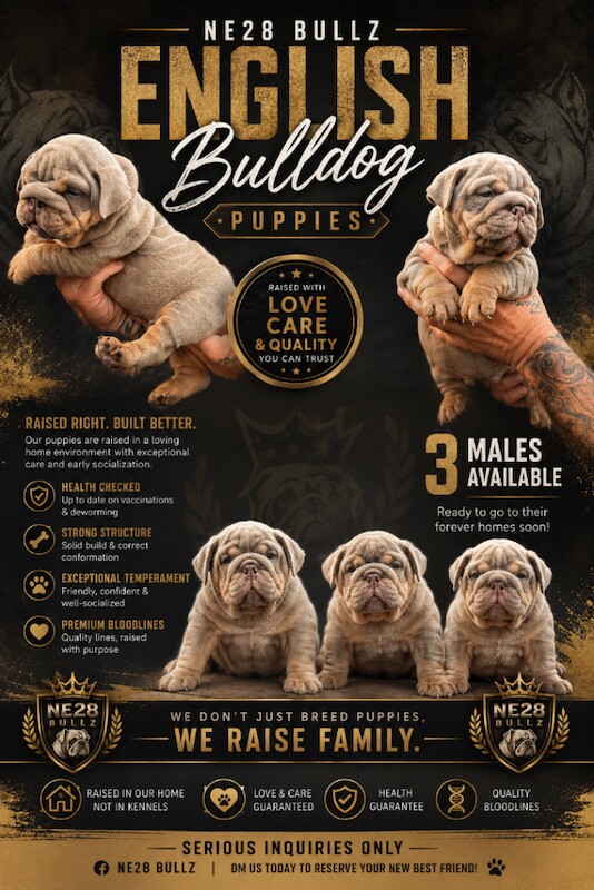 English bulldog - Image 2 of 3