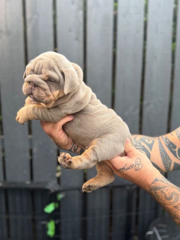 English bulldog - Image 3 of 3