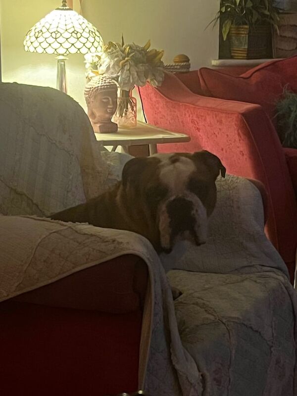 English Bulldog puppies for sale in Clacton-on-Sea, Essex – 2 years old