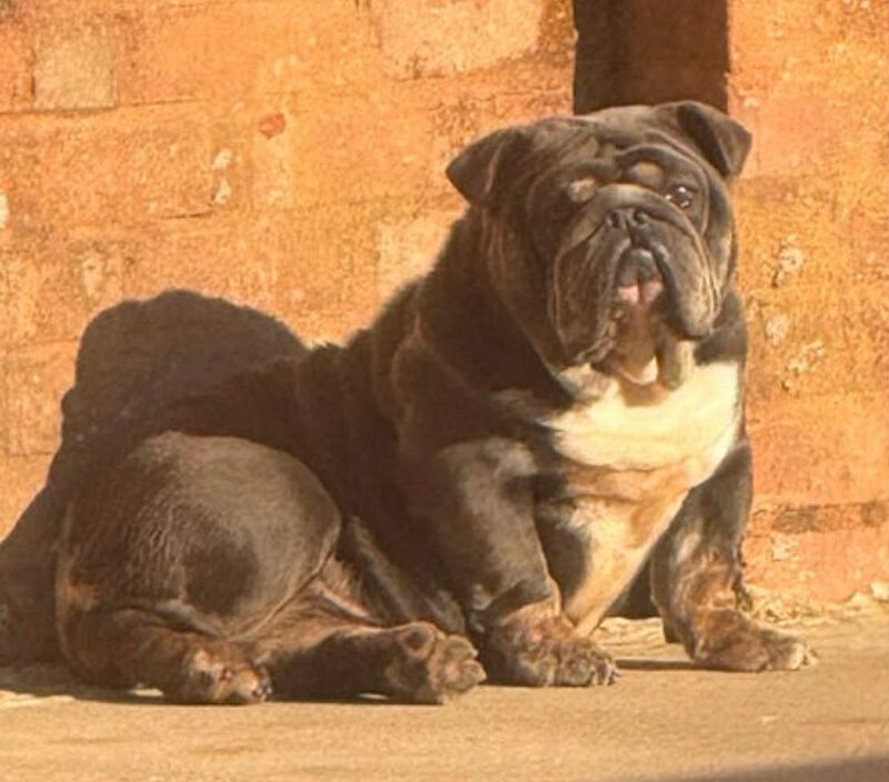 English Bulldog puppies for sale in BS13 8RD – 7 months old