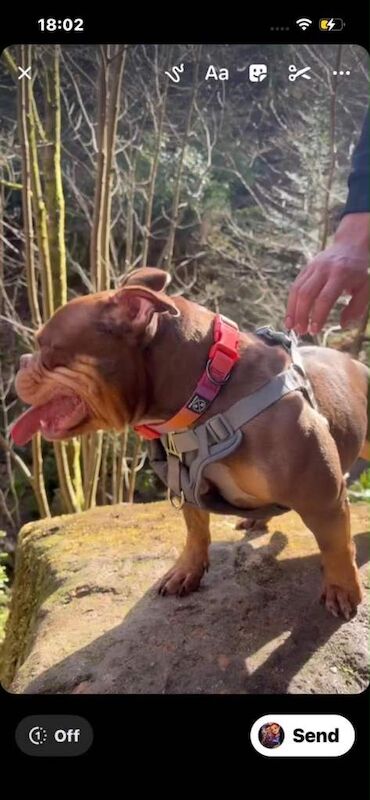 English Bulldog Puppies For Sale Under £1,000