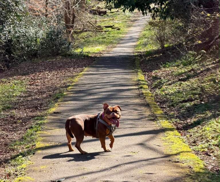 English bulldog cross - Image 3 of 6