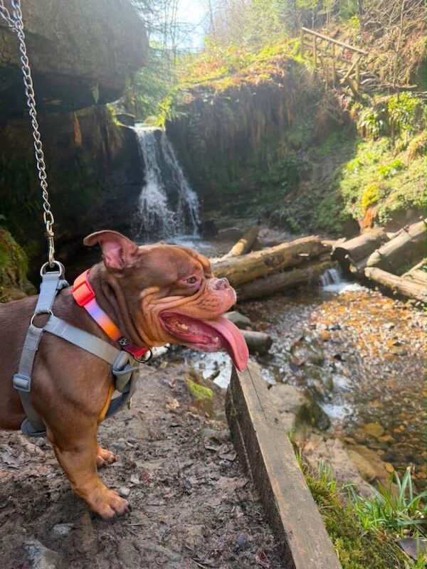 English bulldog cross - Image 5 of 6