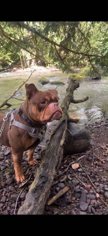 English bulldog cross - Image 6 of 6