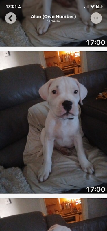 English bulldog cross