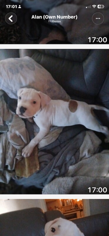 English bulldog cross - Image 2 of 3