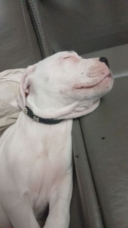 English bulldog cross - Image 3 of 3