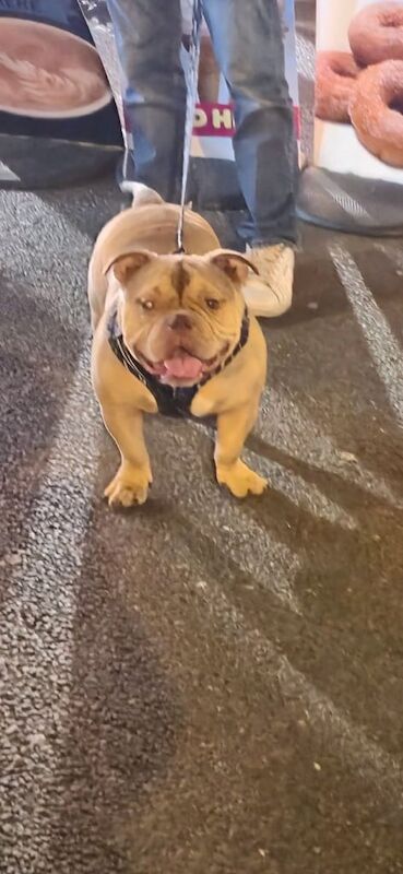 English Bulldog puppies for sale in Huddersfield, West Yorkshire – 1 year old