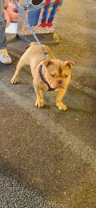 English Bulldog puppies for sale in Huddersfield, West Yorkshire – 1 year old - Image 2 of 5