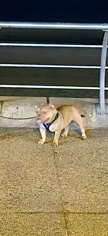 English Bulldog puppies for sale in Huddersfield, West Yorkshire – 1 year old - Image 3 of 5