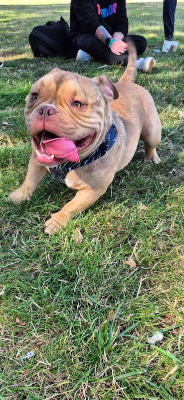English Bulldog puppies for sale in Huddersfield, West Yorkshire – 1 year old - Image 5 of 5
