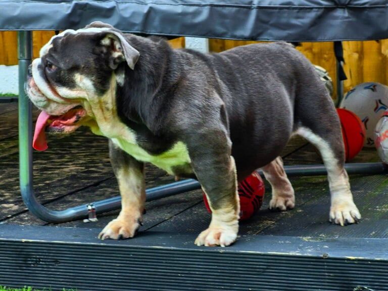 English Bulldog puppies for sale in Blackley, Greater Manchester – 5 years old