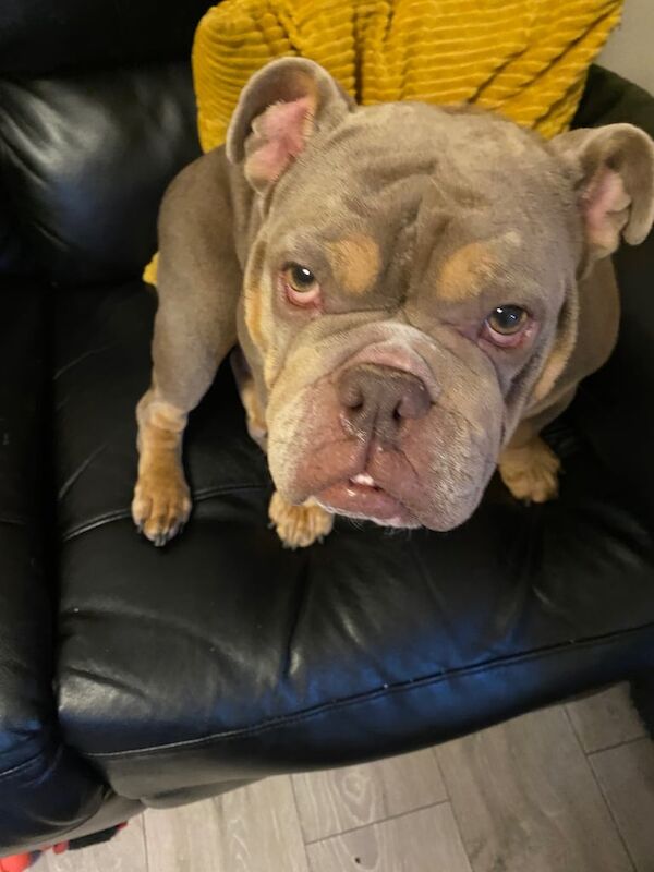 English Bulldog puppies for sale in Merthyr Tydfil / Merthyr Tudful, Mid Glamorgan – 7 years old - Image 2 of 3