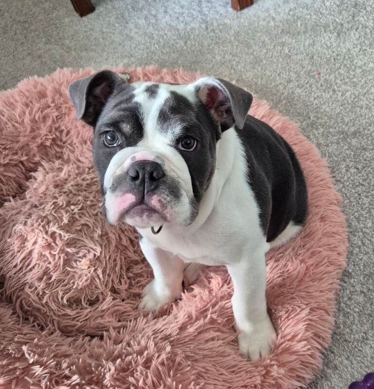 English bulldog female puppy