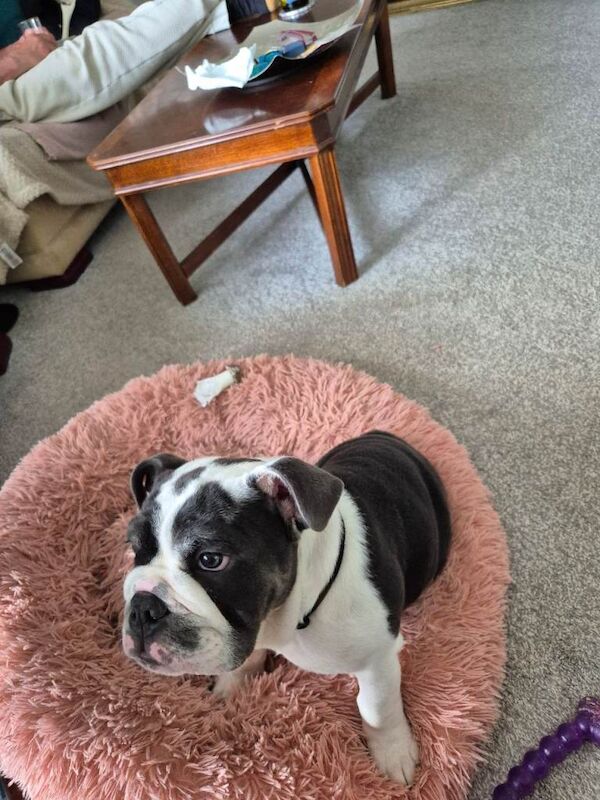 English bulldog female puppy - Image 2 of 3