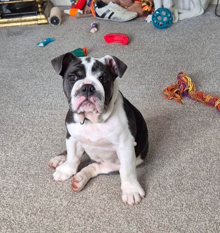 English bulldog female puppy - Image 3 of 3