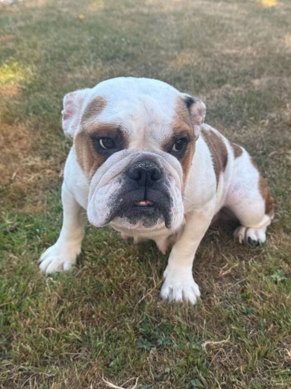 English Bulldog - Female Red/White