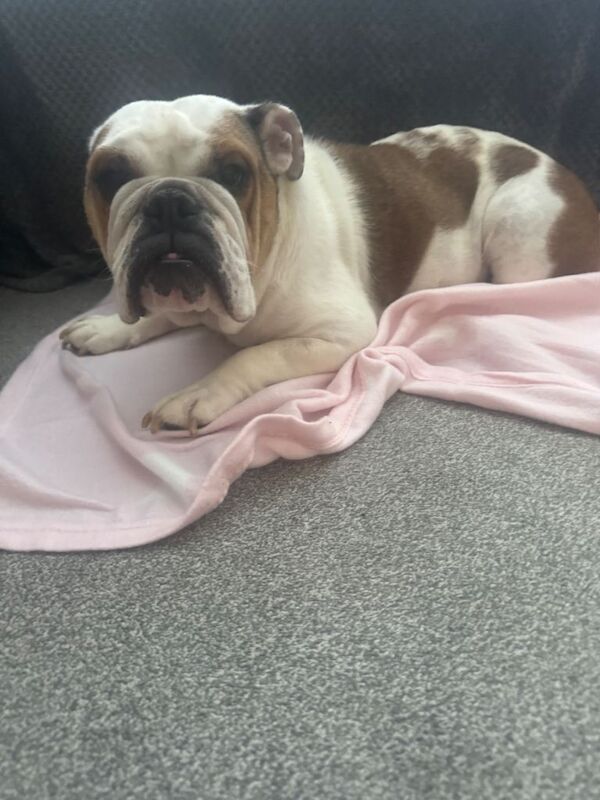 English Bulldog - Female Red/White - Image 2 of 2