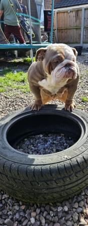 English bulldog femaletwo years old for sale in Garden City, Flintshire