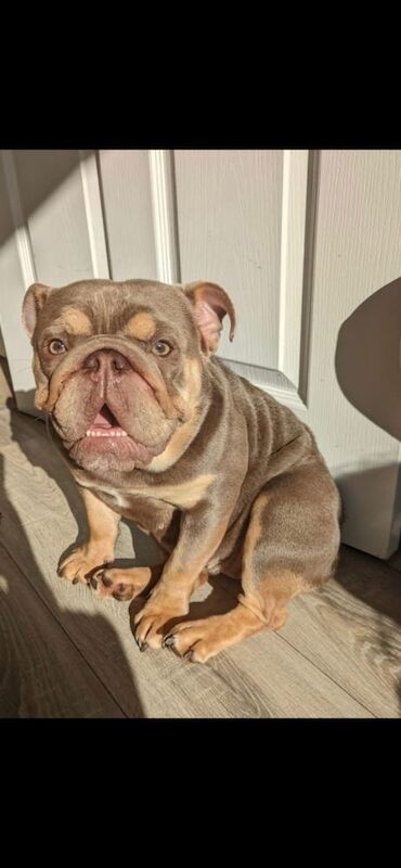 English Bulldog for Sale – 5 Years Old – Lilac & Tan