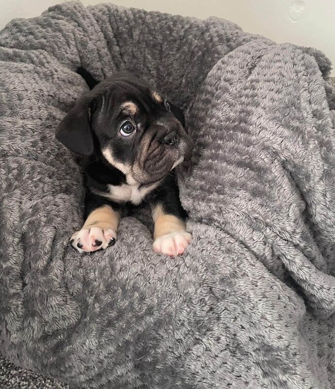 English Bulldog puppies for sale in Wirral, Merseyside – KC registered, 8 weeks old