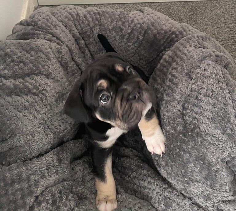 English Bulldog puppies for sale in Wirral, Merseyside – KC registered, 8 weeks old - Image 2 of 3