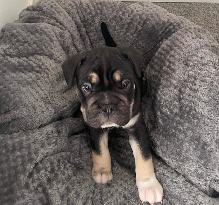 English Bulldog puppies for sale in Wirral, Merseyside – KC registered, 8 weeks old - Image 3 of 3